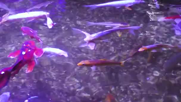 Bando Koi Japoneses Nada Debaixo Água Peixes Fecham Natureza Koi — Vídeo de Stock