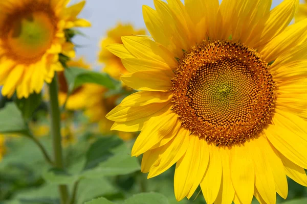 Sonnenblumenpflanzen Großaufnahme Anbau Landwirtschaftlicher Nutzpflanzen Für Die Ölproduktion lizenzfreie Stockbilder
