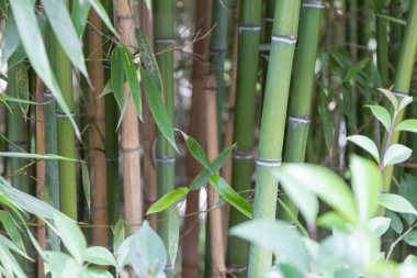 Bambu sapları. Yeşil ve kahverengi bambu bitkileri yakın plan