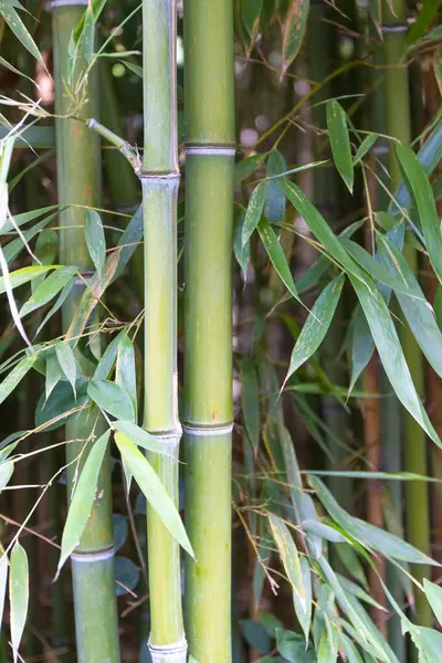 bamboo stalks. Green bamboo plants close-up