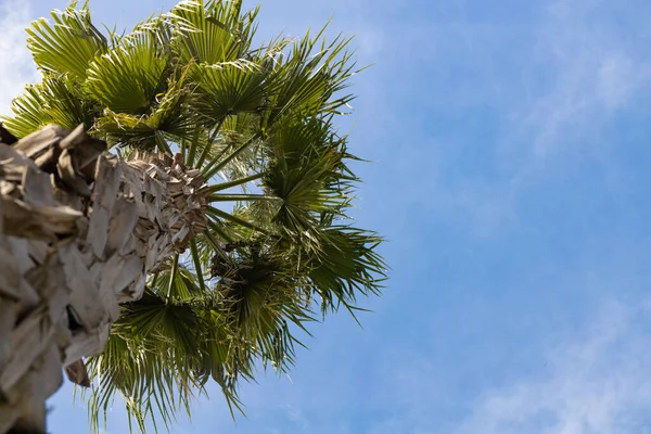 tall palm tree photographed from below and blue sky. Place for text or advertisement. summer background