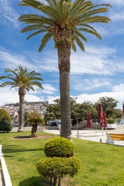 Güzel bir gökyüzünün altında uzun palmiye ağaçları ve taze çimenler.