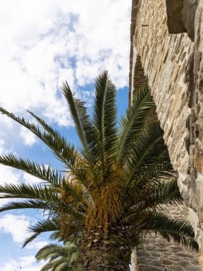 Güzel bir gökyüzünün altında uzun bir palmiye ve taş duvar
