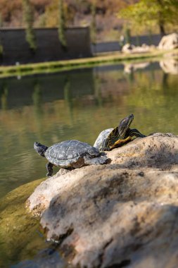 Water turtles living in a lake that is formed by the warm waters of a mineral thermal spring. clipart