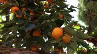 Ağacın yaprakları arasında hurmalar. Toplanmamış meyveler güneşte yıkanmış, taze organik yiyecekler.