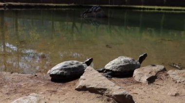 Su kaplumbağaları, sıcak mineral kaynağından oluşan küçük göl kenarındaki su kaplumbağaları..
