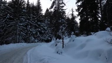 Dağlarda kar, karla kaplı uzun çam ağaçları, karlı yollar.