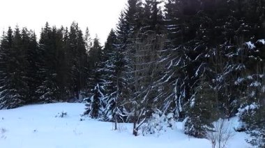 Dağlarda kar, çam ormanları ve karlı beyaz tarlalar.