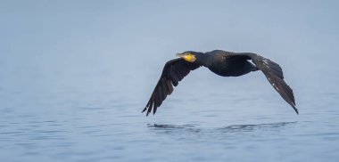 Phalacrocorax karbonhidrat uçuyor, suyun üzerinde uçuyor yiyecek, habitat ve en iyi fotoğrafı arıyor..