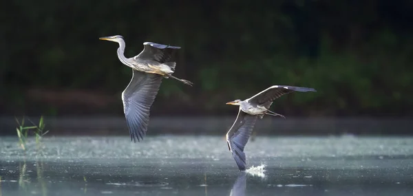 왜가리들은 날면서 먹이와 서식지 사진을 다닙니다 — 스톡 사진