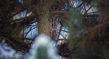 Kulak Baykuşu ağaçta oturup, kışın avını izliyor. En iyi fotoğraf.