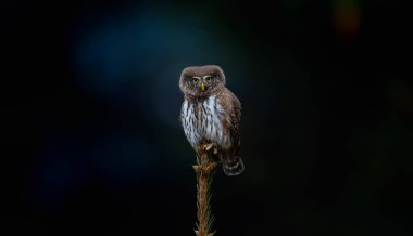 Glaucidium passerinum geceleri bir dala oturur ve en iyi fotoğraf olan avına bakar.
