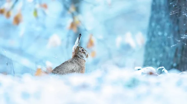 Заєць Сидить Сніжному Пейзажі Дивиться Хижака Найкраще Фото — стокове фото