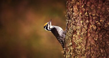 Üç parmaklı ağaçkakan Picoides tridactylus ağaçta yiyecek arıyor, en iyi fotoğraf..