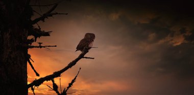 Gün batımında bir ağaç dalında duran Glaucidium passerinum ya da güzel renkli bir parıltıyla gün doğumu, en iyi fotoğraf..