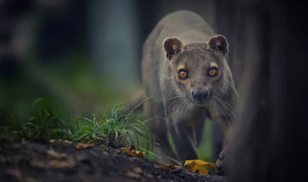 stock image Rare fosa Cryptoprocta ferox running and looking around for food, the best photo.