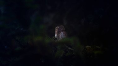 Glaucidium passerinum geceleri bir dala oturur ve en iyi fotoğraf olan avına bakar.