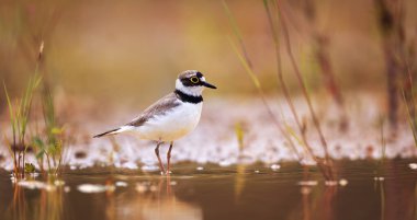 Charadrius dubius, doğal ortamdaki en iyi fotoğraf..