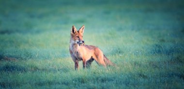 Kızıl Tilki Vulpes çayırda bir fare yakaladı ve yakaladığı en iyi fotoğrafla etrafa baktı.