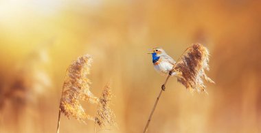 Beyaz benekli Luscinia svecica siyanekülü saz sapında, en iyi fotoğraf..