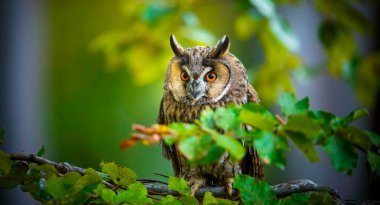 The eared callus and Asio otus sits on a tree branch and looks for its food, the best photo.