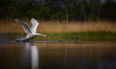 Amazing Swan trying to take off from the surface of the lake, the best photo.