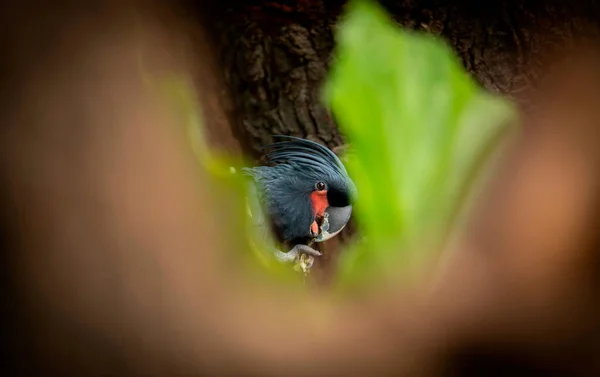 Palmkakadu Papagei Rüssel Der Natur Das Beste Foto — Stockfoto