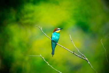 European bee-eater sits on a tree and looks for food, the best photo