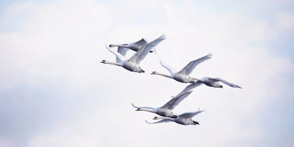 Amazing Swan Trying Take Surface Lake Best Photo — Foto Stock