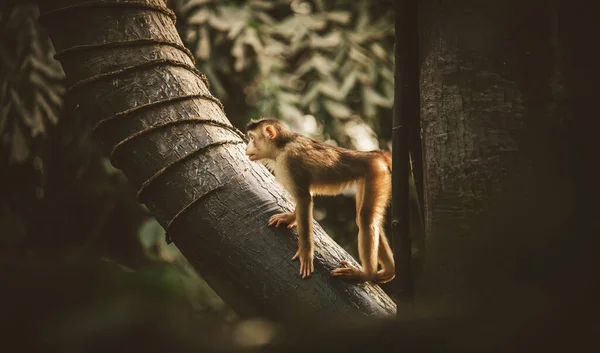 Singe Macaque Tient Sur Arbre Veille Sur Reste Famille Meilleure — Photo