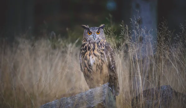 Eurasian Eagle Owl Bubo Bubo Сидять Стовбурі Дерева Темному Фоні — стокове фото
