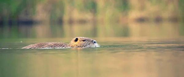 Nutria Myocastor Coypus在河里游泳寻找食物 这是最好的照片 — 图库照片
