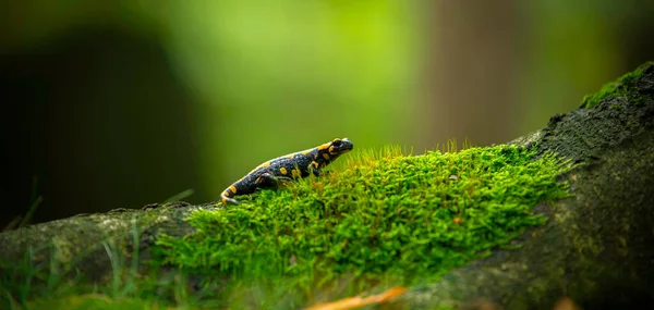 Саламандра Саламандра Лісу Траві Мох Шукає Їжу Найкраще Фото — стокове фото