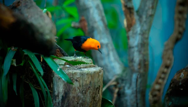 Scarlet Headed Blackbird Amblyramphus Holosericeus Černý Pták Oranžovou Červenou Hlavou — Stock fotografie