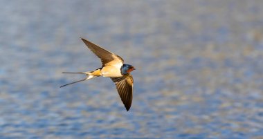 Ahır kırlangıcı Hirundo rustica suyun üzerinde uçar ve en iyi fotoğrafı olan böcekleri yakalar..