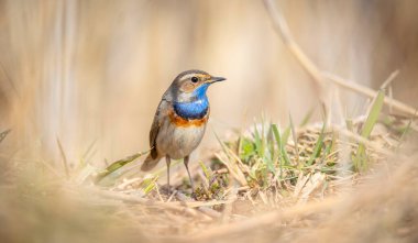 Beyaz benekli Luscinia svecica siyanekülü dondurucu zeminde soğuk bir günde oturuyor, en iyi fotoğraf..