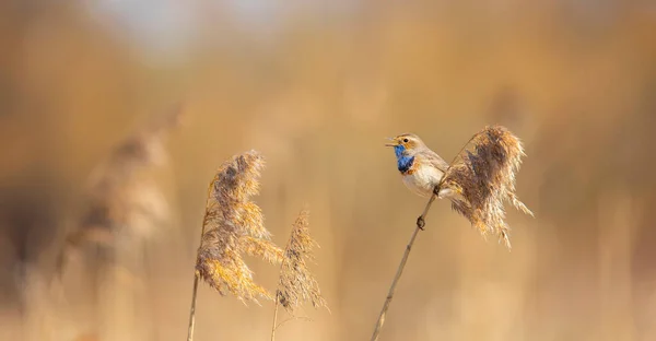 White Spotted Bluethroat Luscinia Svecica Cyanecula Sitting Frosty Day Frosted — Stock Photo, Image