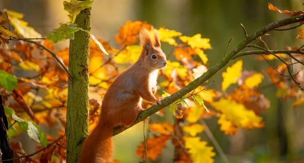 漂亮的松鼠坐在树叶里 拿着坚果 下注的照片 — 图库照片