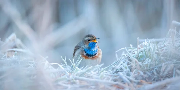 White Spotted Bluethroat Luscinia Svecica Cyanecula Sitting Frosty Day Frosted — Stock Photo, Image
