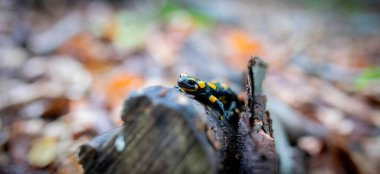 Ormandaki semender semenderi otlar ve yosunlar üzerinde yiyecek arıyor, en iyi fotoğraf..