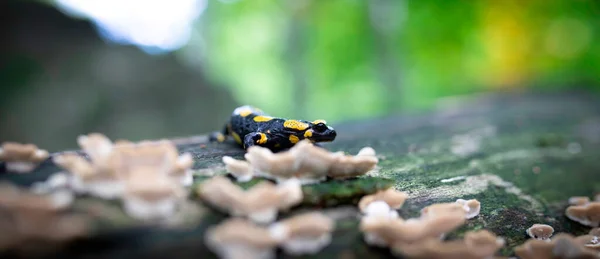 食べ物を探している草や苔の森の中の森のサラマンダーサラマンダ 最高の写真 — ストック写真