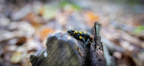 Salamandre Salamandra Forêt Dans Forêt Sur Herbe Mousse Recherche Nourriture — Photo