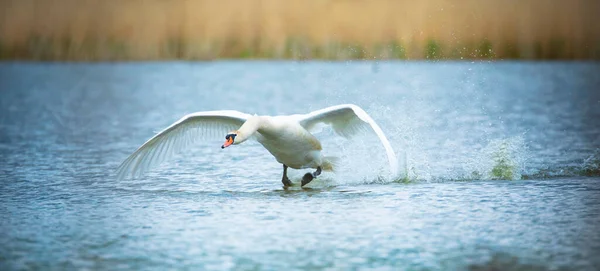 Amazing Swan Trying Take Surface Lake Best Photo — 图库照片