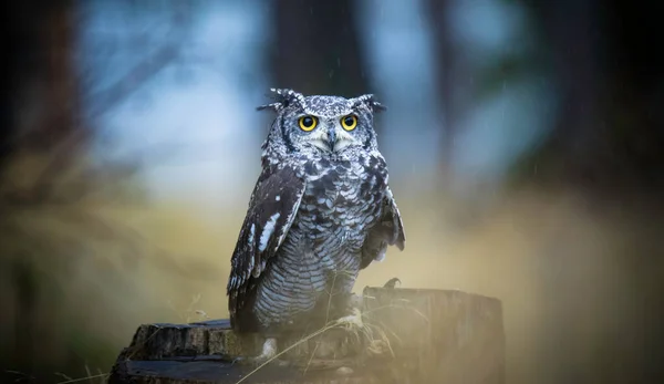 Bubo Africanus Sits Watches Its Surroundings Its Food Best Photo — Stock Photo, Image