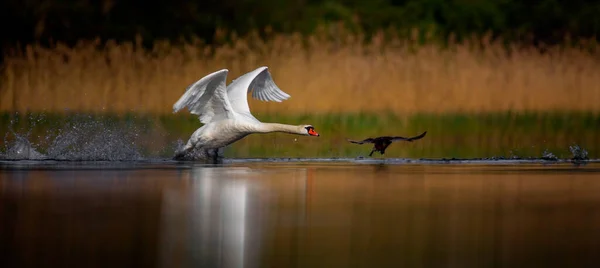 Amazing Swan Trying Take Surface Lake Best Photo — 스톡 사진
