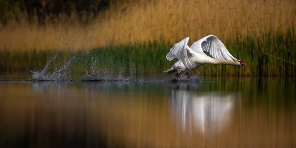 Amazing Swan Trying Take Surface Lake Best Photo — 图库照片