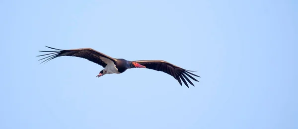 stock image Black stork ciconia flies across the blue sky to hunt, the best photo.