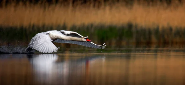 Amazing Swan Trying Take Surface Lake Best Photo — стокове фото