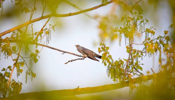 Kukačky Stromu Stromu Přistávají Větvi Létají Obloze Nejlepší Foto — Stock fotografie