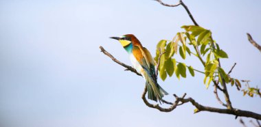 European bee-eater sits on a tree and looks for food, the best photo